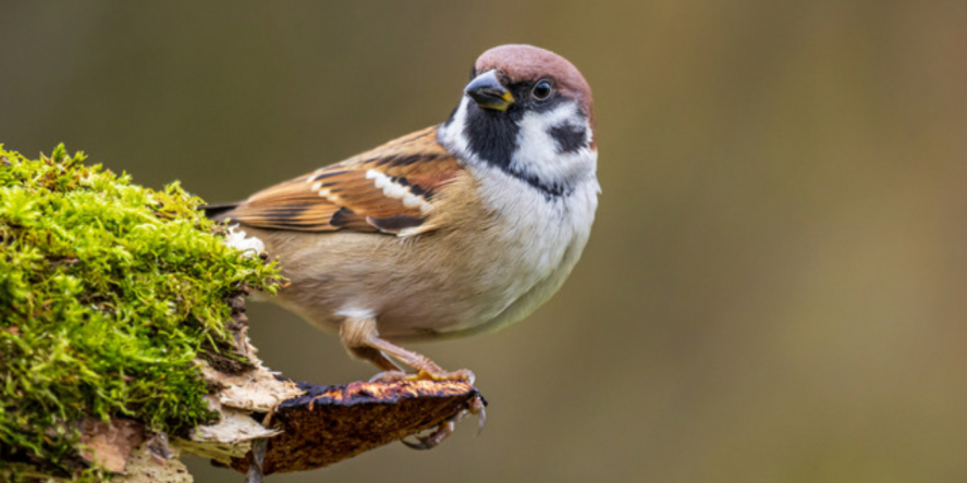 Moineau friquet